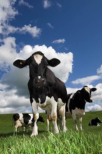Dairy Cows